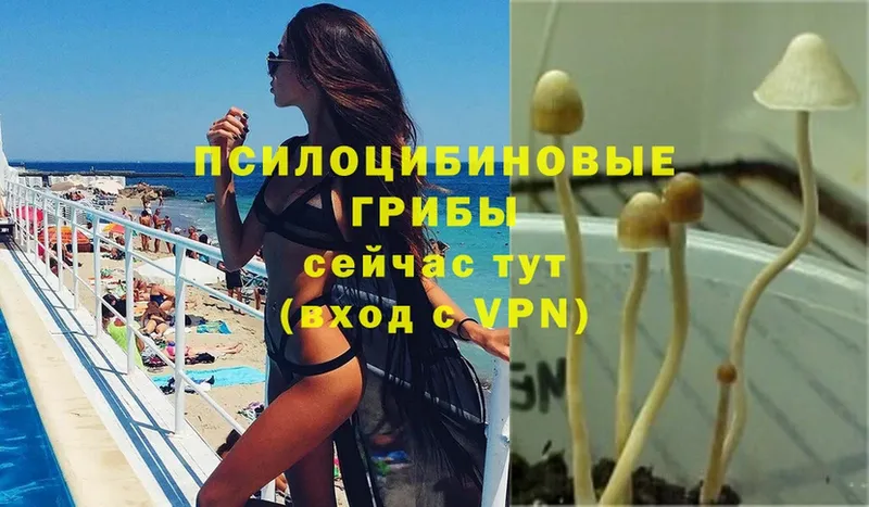 hydra сайт  Жердевка  Псилоцибиновые грибы Psilocybine cubensis  закладка 